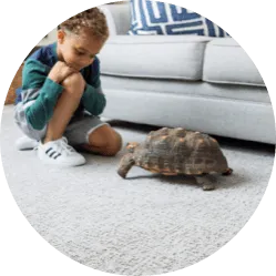 A child sitting on plush, light grey textured carpet next to a sofa, watching a small pet turtle.